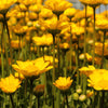 250 YELLOW DAISY Chrysanthemum Multicaule Mini Marguerite Flower Seeds