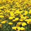 250 YELLOW DAISY Chrysanthemum Multicaule Mini Marguerite Flower Seeds