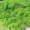 15 GIANT FENNEL Ferula Communis Gigantea Yellow Flower Herb Seeds