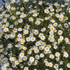 200 White SWAN RIVER DAISY Brachyscome Iberidifolia Flower Seeds
