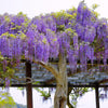 5 BLUE CHINESE WISTERIA Sinensis Ornamental Vine Climber Blue Violet Purple Flower Seeds
