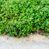 100 Walk On Me CREEPING THYME Thymus Serpyllum Herb Flower Seeds
