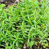 150 Creeping WINTER SAVORY Satureja Montana Herb Pink Flower Seeds