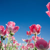 Pink & White Poppy Papaver Somniferum Flower Seeds – photo 6