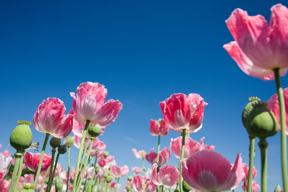 Pink & White Poppy Papaver Somniferum Flower Seeds – photo 6