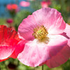 Mixed Colors Shirley Poppy (