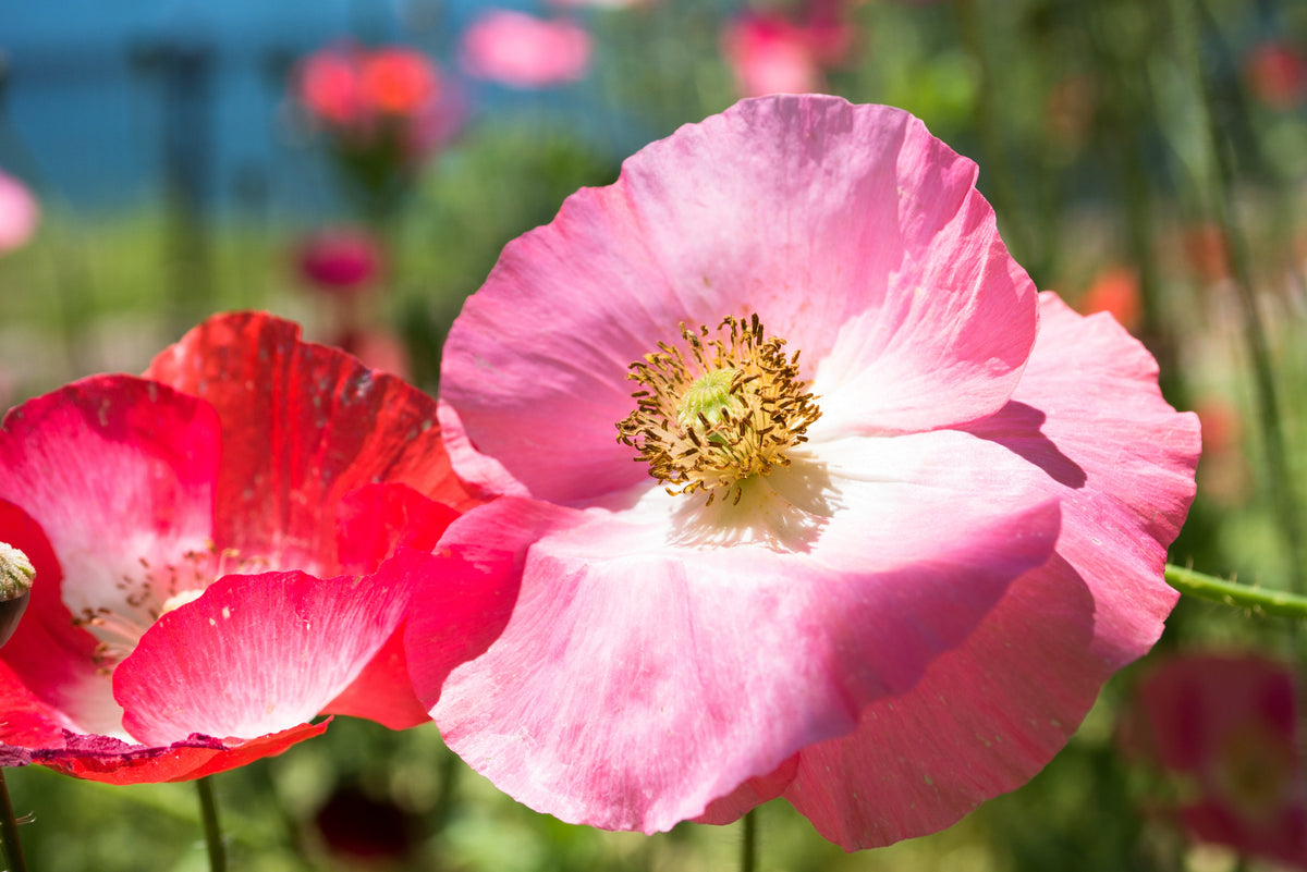 Mixed Colors Shirley Poppy (