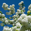 30 EUROPEAN CRANBERRY / SNOWBALL Tree Guelder Rose Viburnum Opulus Red Fruit White Flower Seeds