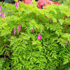 10 Pink FRINGED Fern Leaf BLEEDING HEART Dicentra Eximia Fernleaf Sun or Shade Flower Seeds