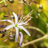 10 WAVY LEAFED SOAP PLANT California Soaproot Amole Lily Chlorogalum Pomeridianum Laothoe White Purple Striped Flower Native Herb Seeds