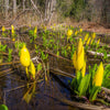 10 Yellow SWAMP LANTERN Moist Lysichiton Americanus Skunk Cabbage Flower Seeds