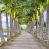 10 Florida ROYAL PALM Roystonea Regia Tree Houseplant Seeds