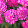 50 SEA THRIFT Armeria Maritima California Sea Pink Cliff Rose Cushion Pink Lavender Native Maritime Flower Seeds