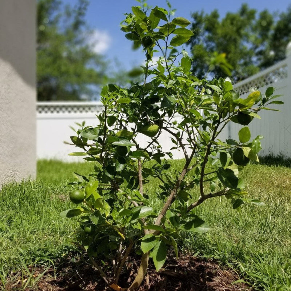 Key Limon Tree Key Lime Tree – The Plant Seed