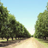 5 HARDY PECAN Tree Carya Illinoinensis King Nut Native Fruit Tree Seeds