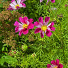200 COSMOS SEASHELLS Cosmos Bipinnatus Sea Shells Flower Seeds