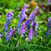 100 HAIRY CROWN VETCH (Russian Vetch) Vicia Villosa Flower Vine Seeds