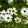 200 White SWAN RIVER DAISY Brachyscome Iberidifolia Flower Seeds