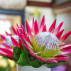 5 Giant KING PROTEA Cynaroides Sugarbush Rare 12" Flower Seeds