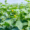 50 WHITE WONDER CUCUMBER Fruit Cucumis Sativus Seeds
