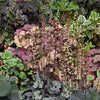 50 Palace Purple HEUCHERA / CORAL BELLS Micrantha Flower Seeds
