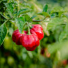 Red Jamaican Hot Pepper Seeds – Capsicum Chinense Scotch Bonnet Vegetable – photo 2