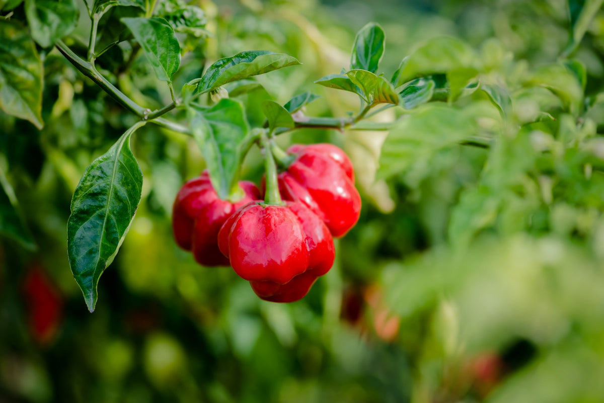 Red Jamaican Hot Pepper Seeds – Capsicum Chinense Scotch Bonnet Vegetable – photo 2