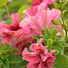 25 SALMON PETUNIA Grandiflora Flower Seeds