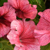 25 SALMON PETUNIA Grandiflora Flower Seeds