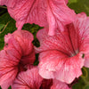 25 SALMON PETUNIA Grandiflora Flower Seeds