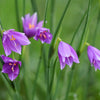 20 GRASSWIDOW Purple-Eyed Grass Sisyrinchium Inflatum syn. Olsynium Douglasii Grass Widows Reddish Purple Ornamental Grass Flower Seeds