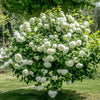 30 EUROPEAN CRANBERRY / SNOWBALL Tree Guelder Rose Viburnum Opulus Red Fruit White Flower Seeds
