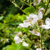 25 TRAILING BLACKBERRY Pacific Rubus Ursinus Vining Shrub Fruit Berry Seeds