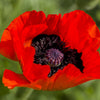 100 RED TURKISH POPPY Heirloom Papaver Somniferum Flower Seeds