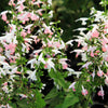 30 CORAL NYMPH SALVIA Coccinea Hummingbird Sage Flower Seeds