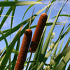 50 CATTAILS Cat Tails Typha Latifolia Water Pond Grass Flower Seeds