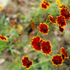 1000 PLAINS COREOPSIS (Golden Tickseed) Coreopsis Tinctoria Flower Seeds