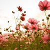 20 APRICOTTA COSMOS Bipinnatus Apricot & Rose Pink Bicolor Flower Seeds
