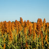 70 SUGAR DRIP SORGHUM Amber Cane Grain Sweet Syrup Vegetable Seeds