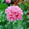 Bombast Rose Peony Poppy Seeds – Papaver Peoniflorum Flower – photo 5