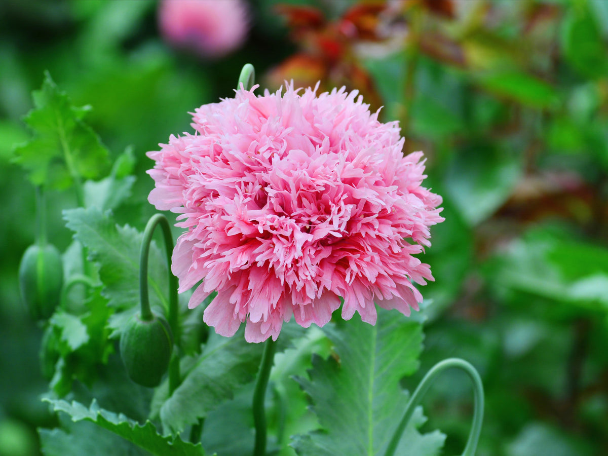Bombast Rose Peony Poppy Seeds – Papaver Peoniflorum Flower – photo 5