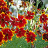 1000 PLAINS COREOPSIS (Golden Tickseed) Coreopsis Tinctoria Flower Seeds