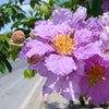 35 LILAC Light Purple CREPE MYRTLE Lagerstroemia Indica Flowering Shrub Bush Small Tree Seeds