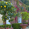 20 COMMON CULINARY QUINCE Fruit Tree Cydonia Oblonga Flowering Shrub Seeds