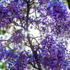 5 BLUE CHINESE WISTERIA Sinensis Ornamental Vine Climber Blue Violet Purple Flower Seeds