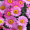 100 Rose PINK ROBINSONS DAISY Painted Chrysanthemum Coccineum Pyrethrum Flower Seeds