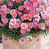 100 Rose PINK ROBINSONS DAISY Painted Chrysanthemum Coccineum Pyrethrum Flower Seeds