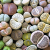 10 LIVING STONE / LITHOPS Mixed Colors Pebble Houseplant Flower Seeds
