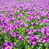 1000 HUNGARIAN BREADSEED POPPY Papaver Somniferum Purple Blue Flower Seeds
