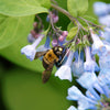 25 VIRGINIA BLUEBELLS True Blue & Pink Mertensia Virginica Flower Seeds